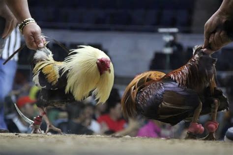 sabong international derby 2023